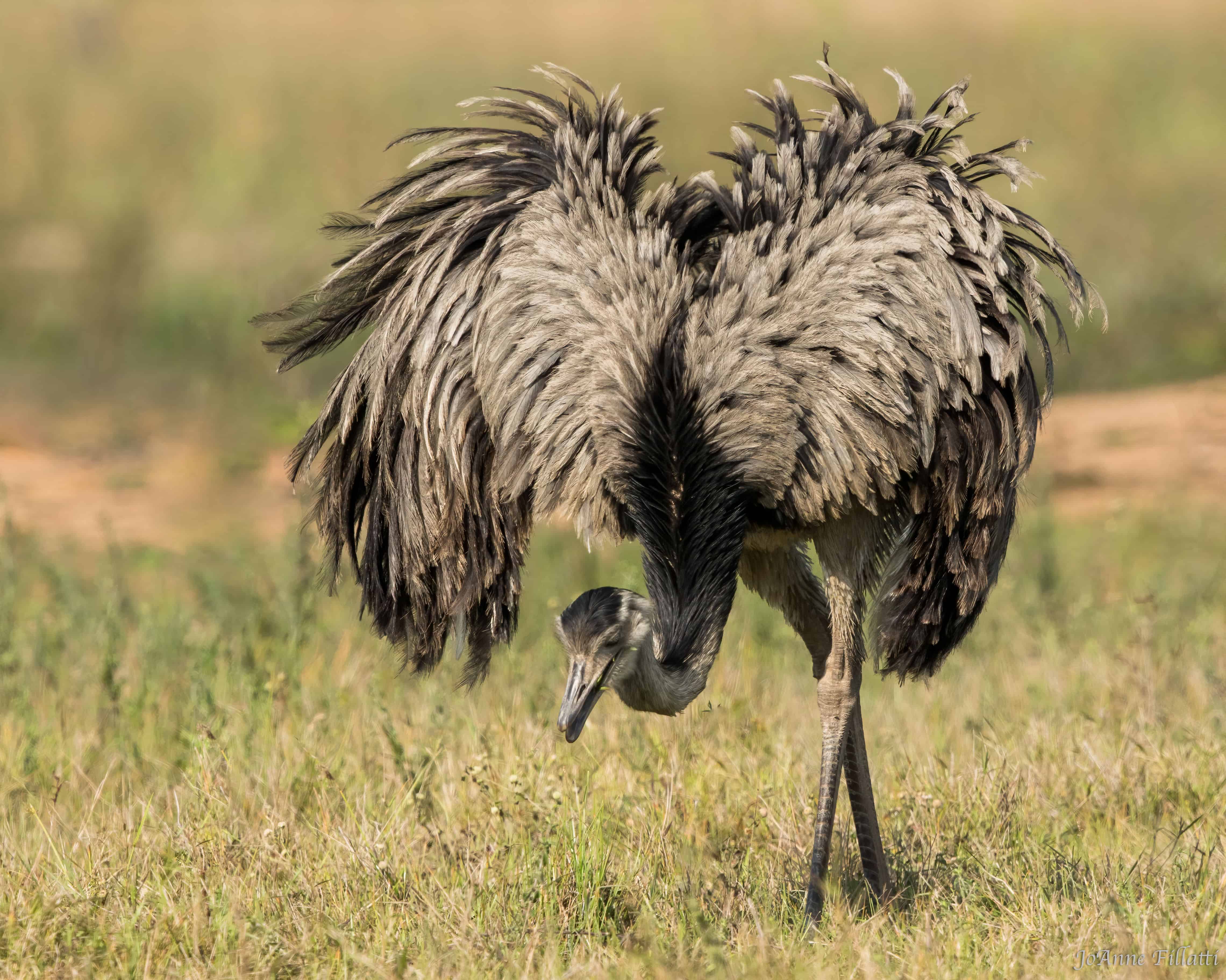 bird of brazil image 12